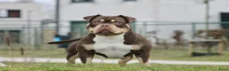Amerikaanse Bully honden te koop: amerikaanse pocket bully's - Advertentie 34