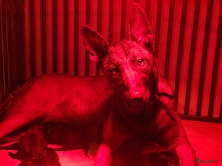 Kruising honden Mechelse herder x Hollandse herder - Advertentie 4