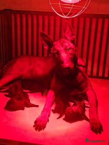 Kruising honden Mechelse herder x Hollandse herder - Advertentie 1