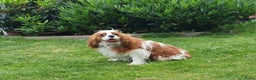 Cavalier King Charles Spaniel honden ter dekking: cavalier kingcharles spaniel dekreu in Mierlo - Advertentie 2