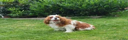 Cavalier King Charles Spaniel honden ter dekking: cavalier kingcharles spaniel dekreu in Mierlo - Advertentie 2