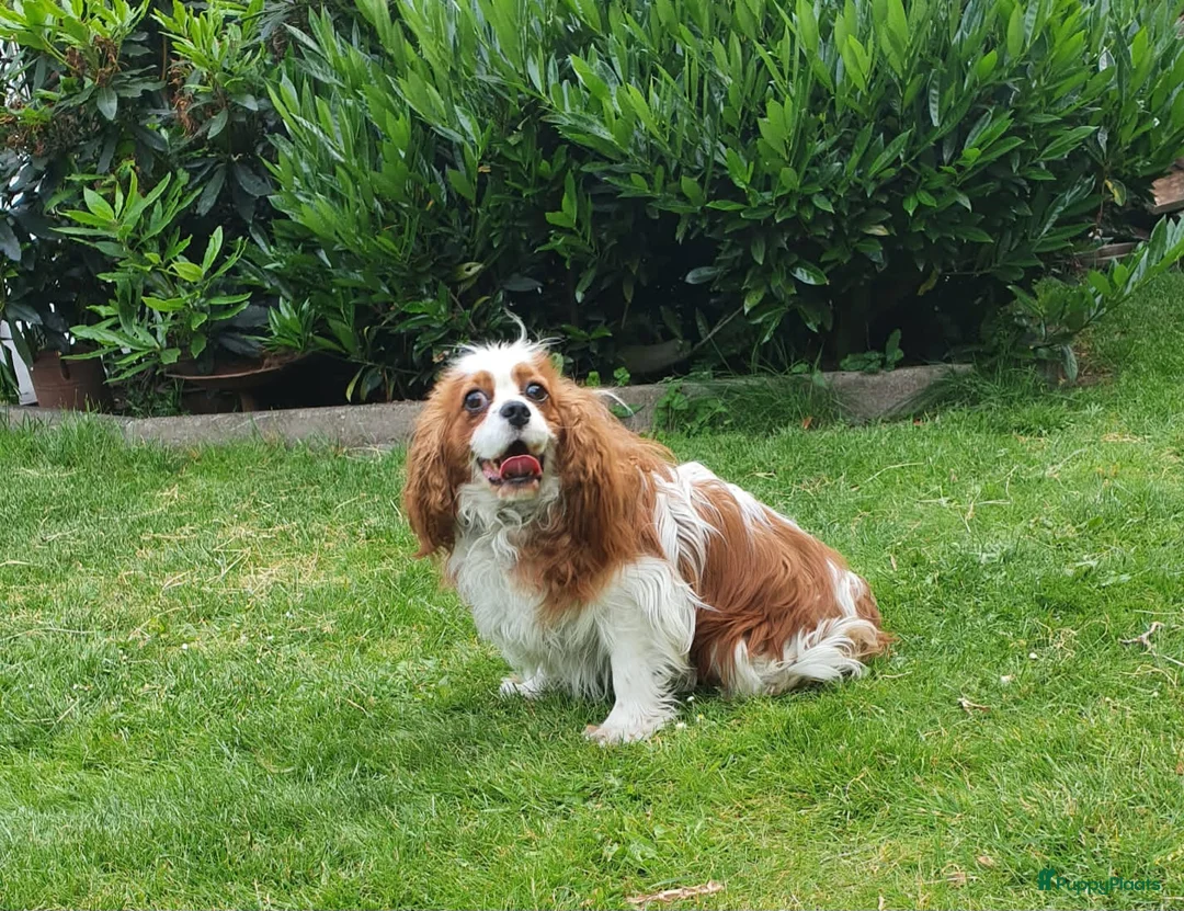 Cavalier King Charles Spaniel honden ter dekking: cavalier kingcharles spaniel dekreu in Mierlo - Advertentie 2