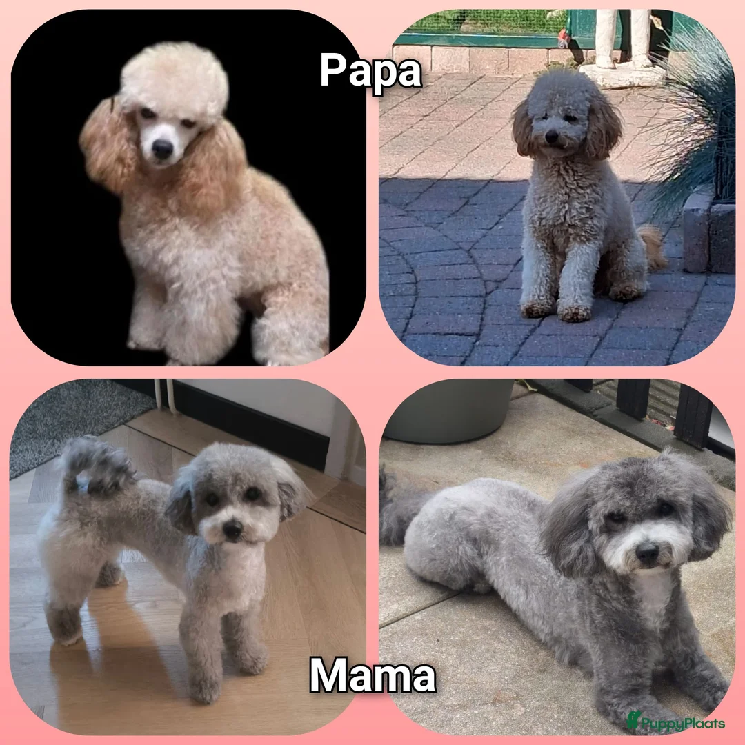 Poedel Toy honden te koop: Toypoedel x kleine Dwerg pups in Nijmegen - Advertentie 3