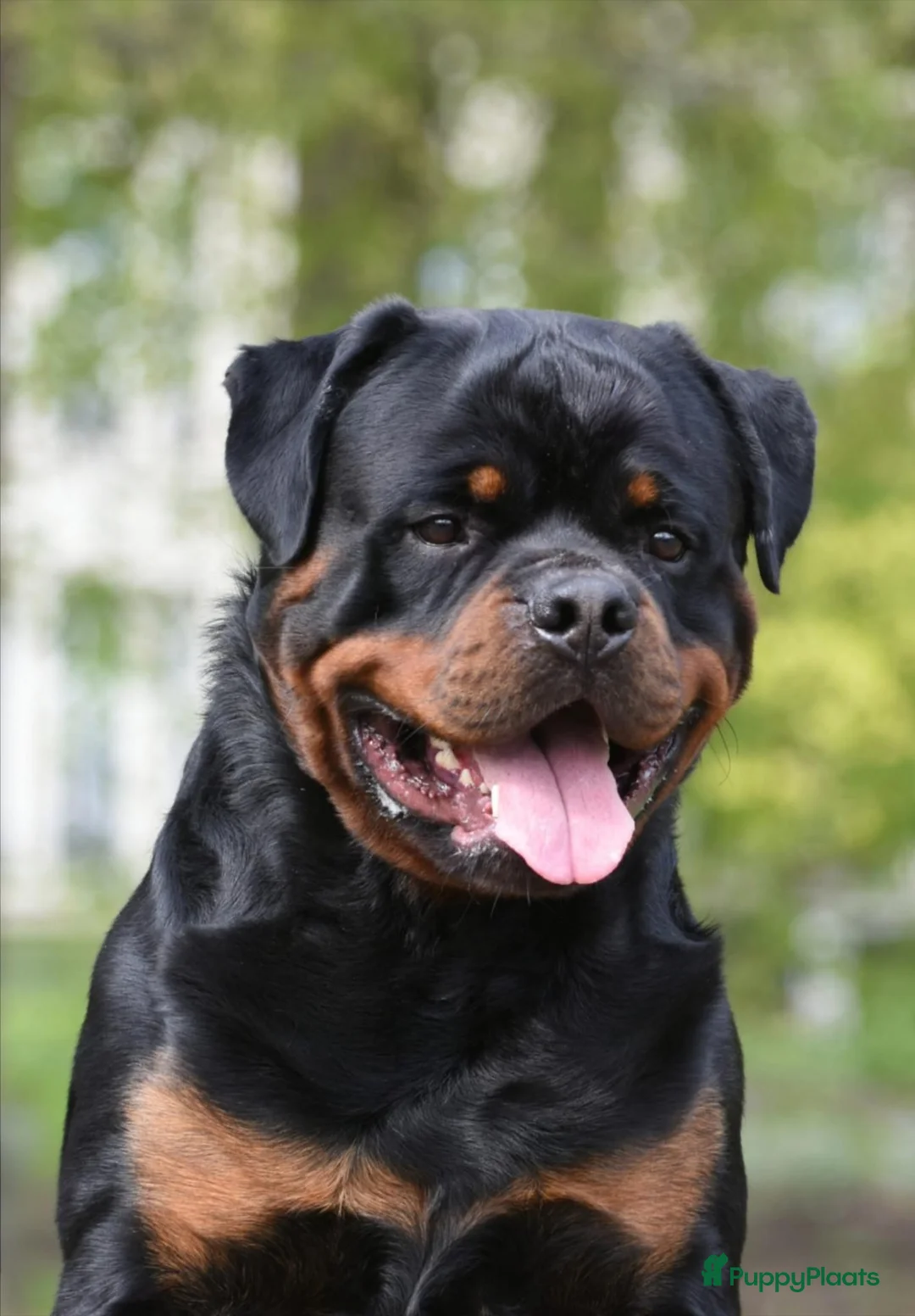 Rottweiler honden ter dekking: Dekreu Rottweiler  - Advertentie 7