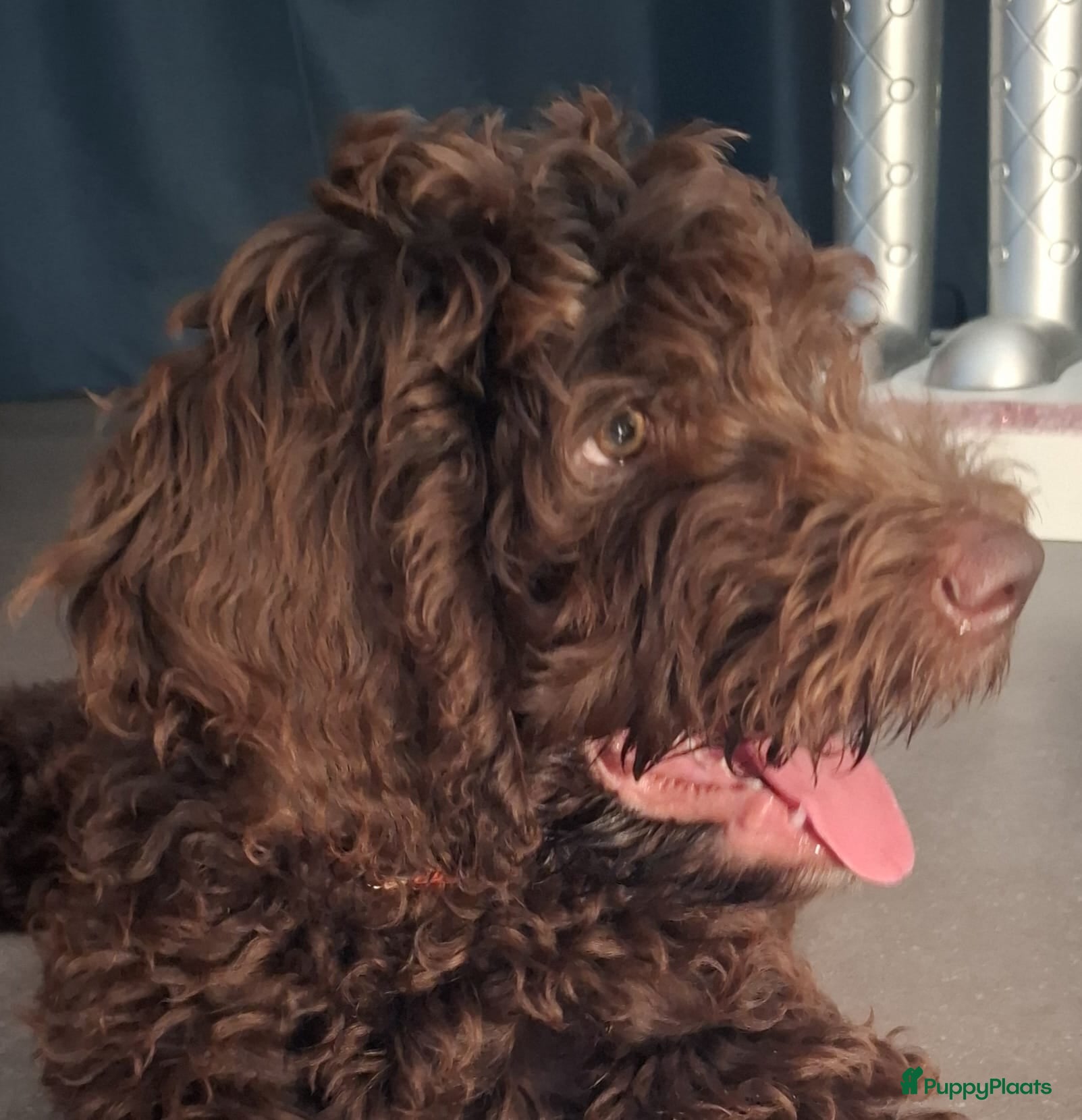 Labradoodle honden Labradoodle Reu chocolade kleur 15 weekjes - Advertentie 1
