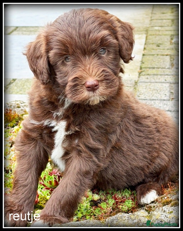 Kruising honden Bordoodle pups. Bordoodle x Labradoodle - Advertentie 1