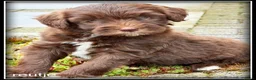 Kruising honden te koop: Bordoodle pups. Bordoodle x Labradoodle - Advertentie 11