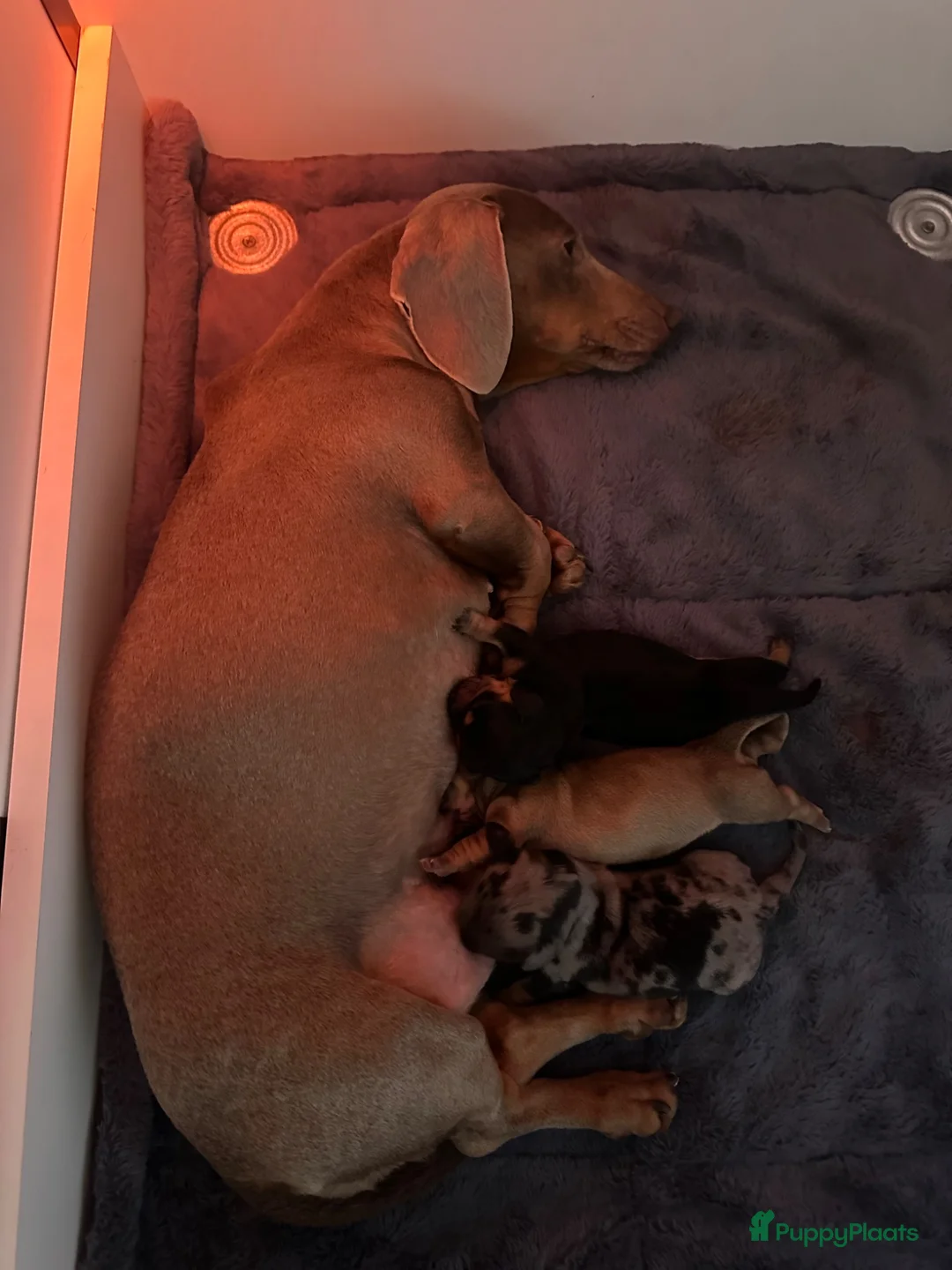 Teckel (korthaar)  honden te koop: Prachtig teckel puppy’s  - Advertentie 17