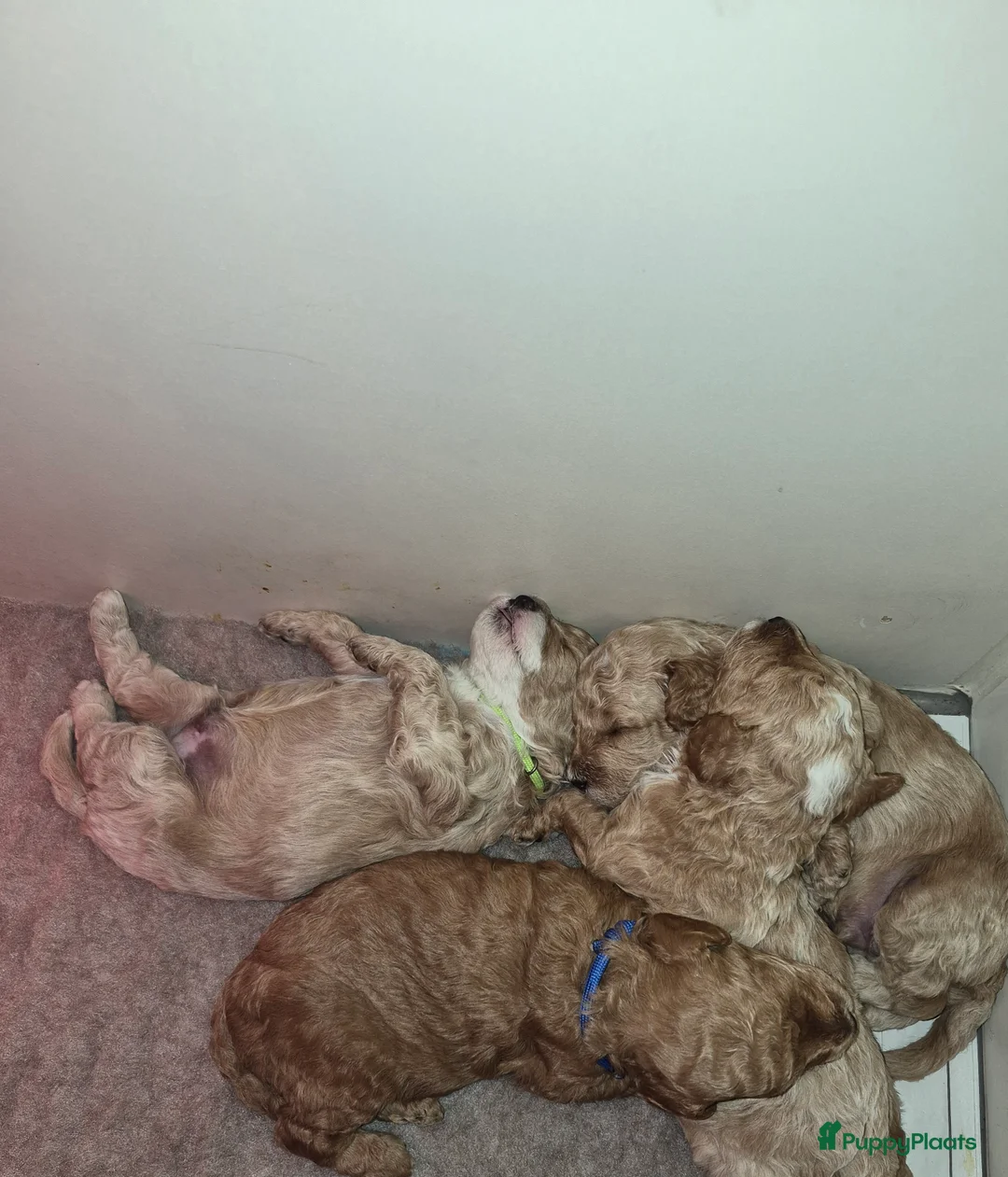 Maltipoo honden te koop: Lief mooi maltipoo reutje - Advertentie 4