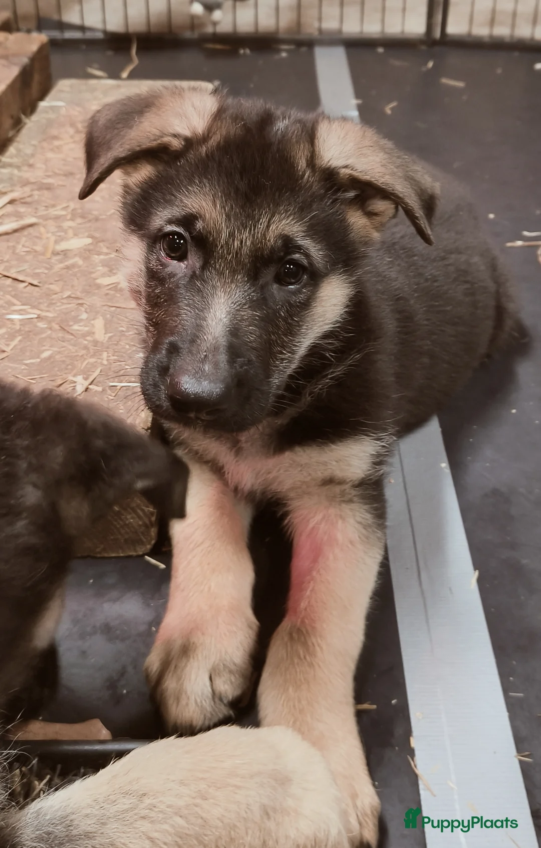 Duitse Herder honden te koop: Prachtige Duitse herder pups * mogen vd week weg * - Advertentie 3