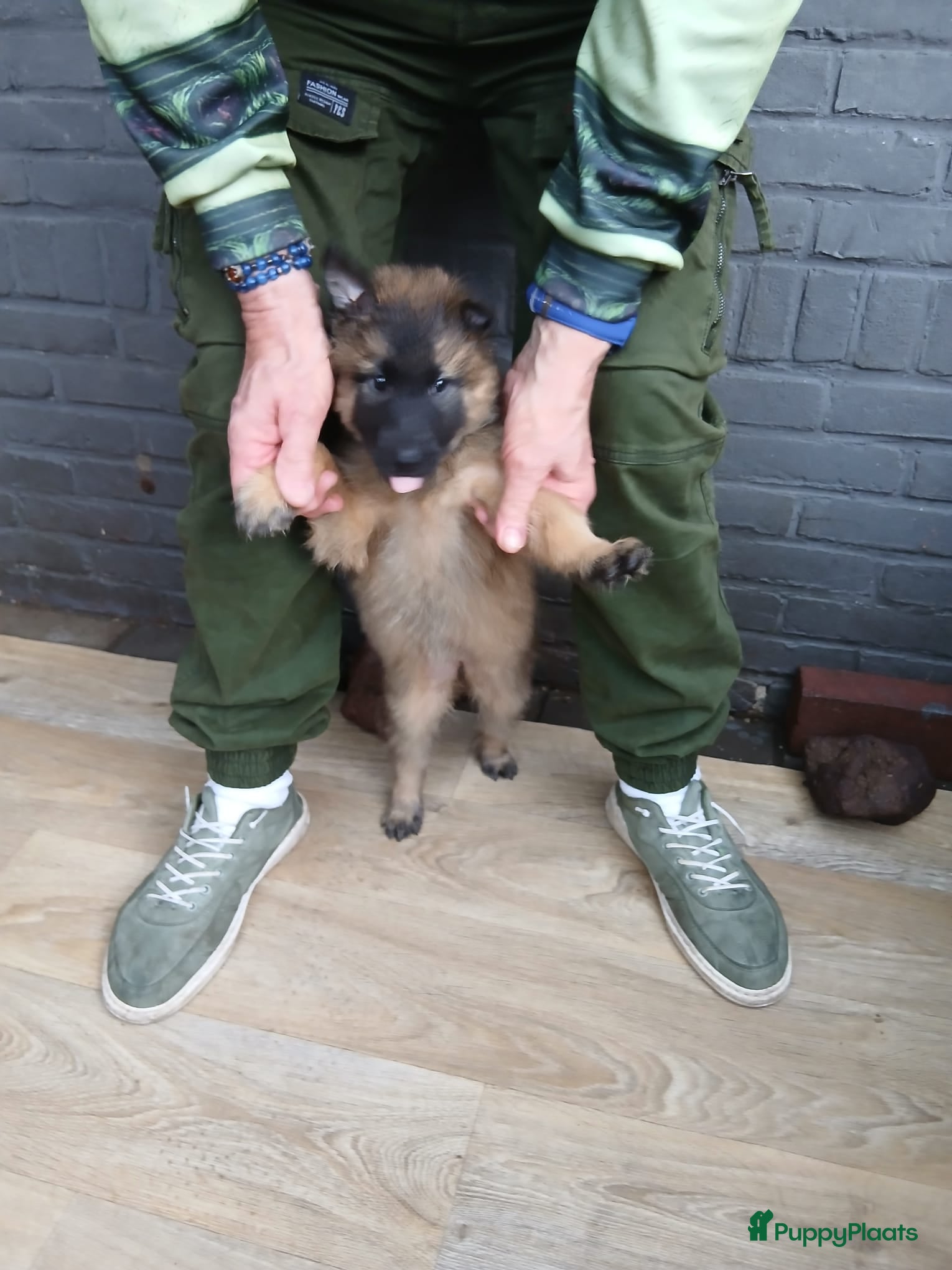 Kruising honden 1 tervurense herder teefje pup  - Advertentie 16