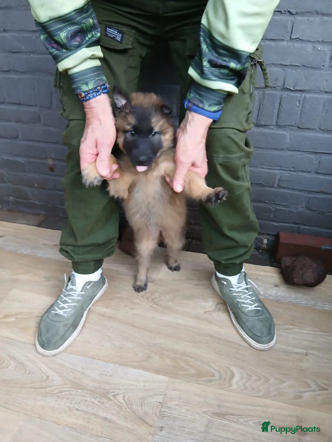 Kruising honden te koop: 1 tervurense herder teefje pup  - Advertentie 1