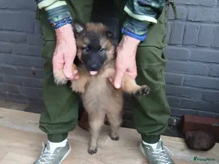 Kruising honden 1 tervurense herder teefje pup - Advertentie 16