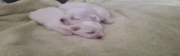 Maltezer honden te koop: Maltezer pups. Rasecht. Vader en moeder aanwezig - Advertentie 9