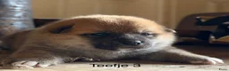 Shiba honden te koop: Bijzondere Shiba inu puppies - Advertentie 4