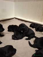 Kruising honden Labrador/golden retriever/border collie pups - Advertentie 2