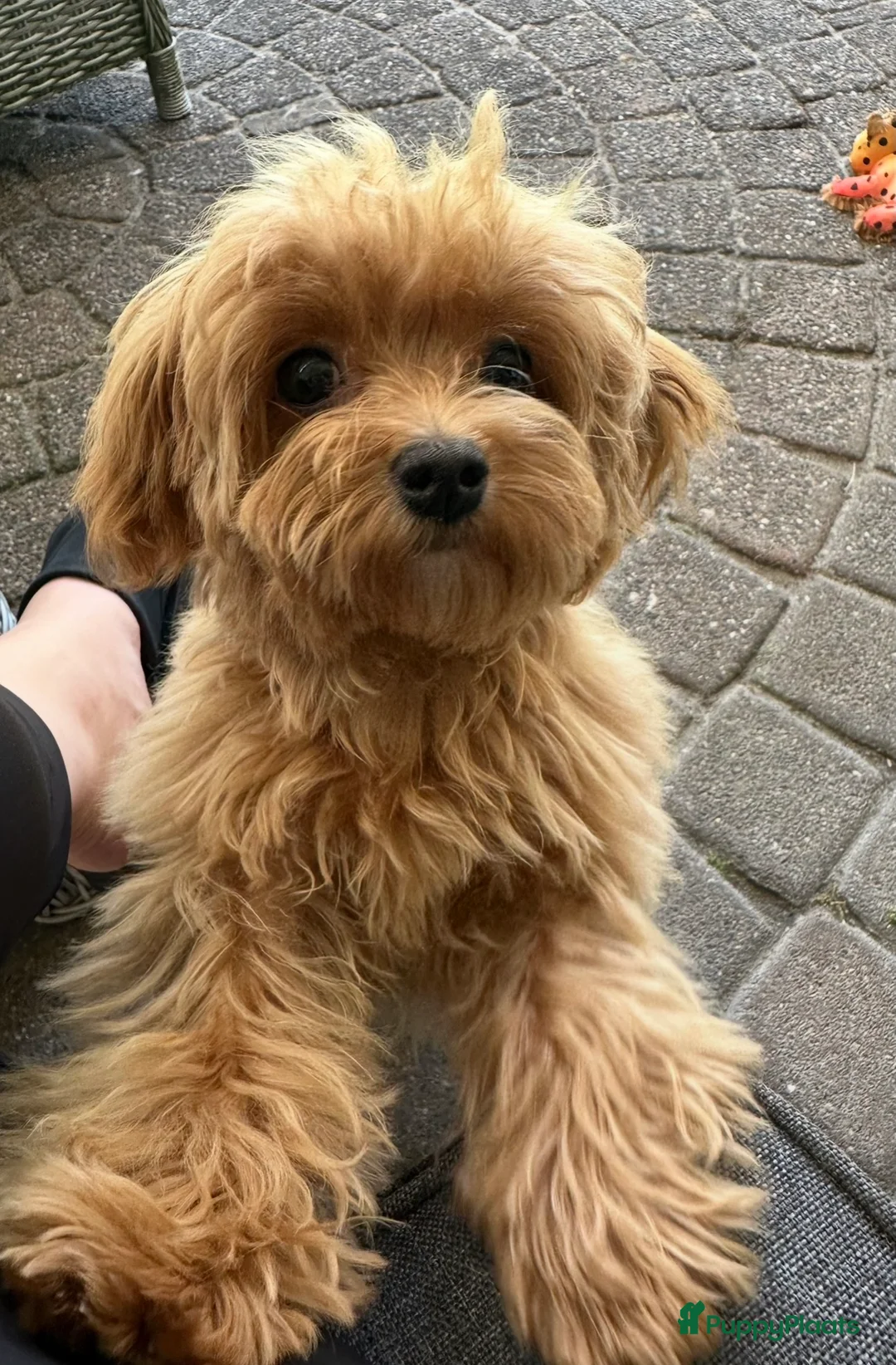 Maltipoo honden te koop: Prachtige Mini Maltipoo pups zeldzame kleuren! - Advertentie 1