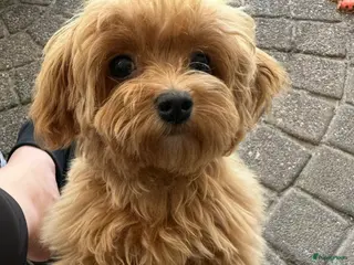 Maltipoo honden Prachtige Mini Maltipoo pups zeldzame kleuren! - Advertentie 2