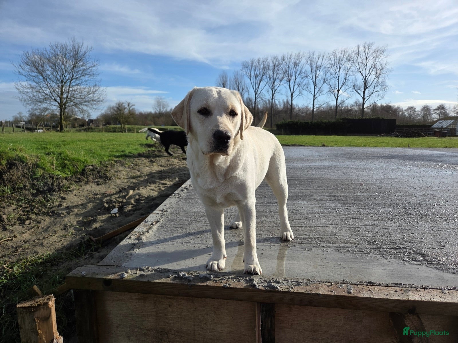 Medley Labs Kassie