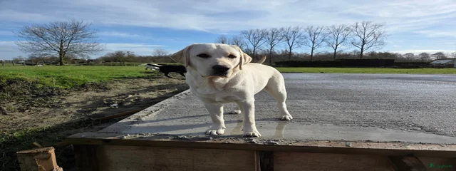 Medley Labs Kassie