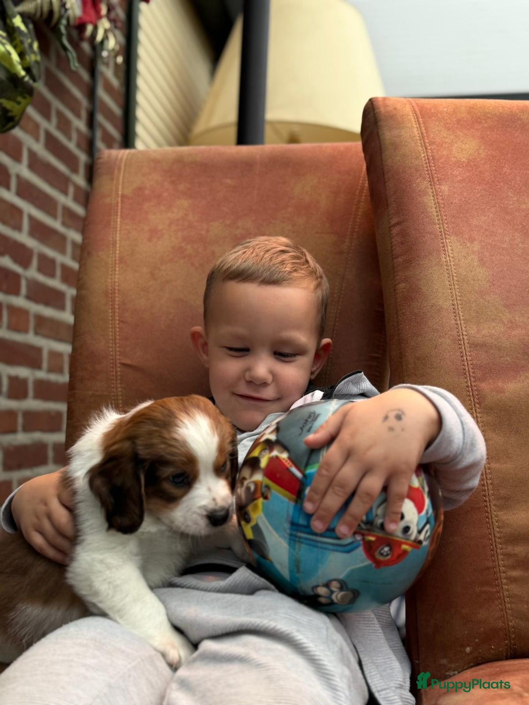 Kooikerhondje honden te koop: Schitterende kooikerhondje pups teefjes  - Advertentie 3