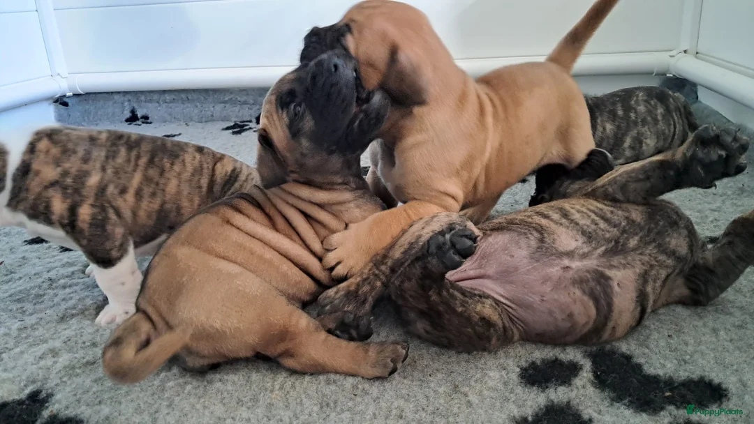 Boerboel honden te koop: Boerboel pups met SABBS stamboom - Advertentie 2