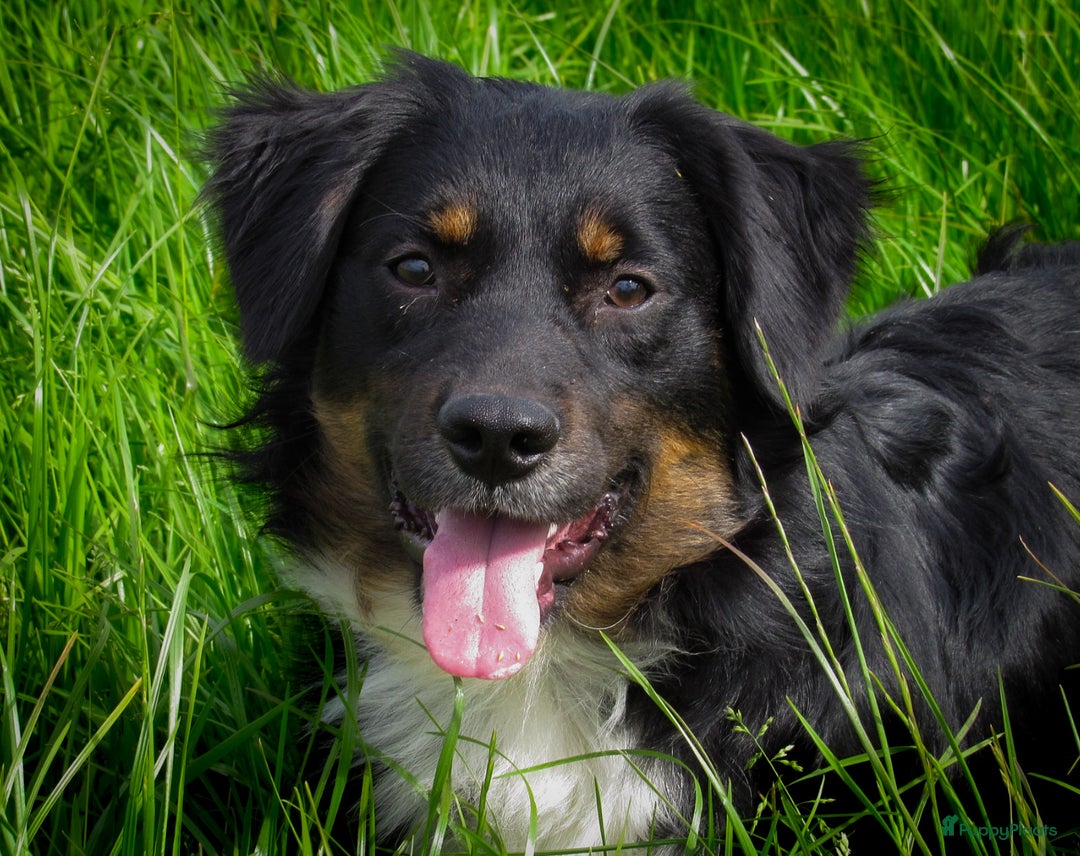 Friese Stabij honden te koop: Prachtige friese stabij x border collie pups  - Advertentie 11