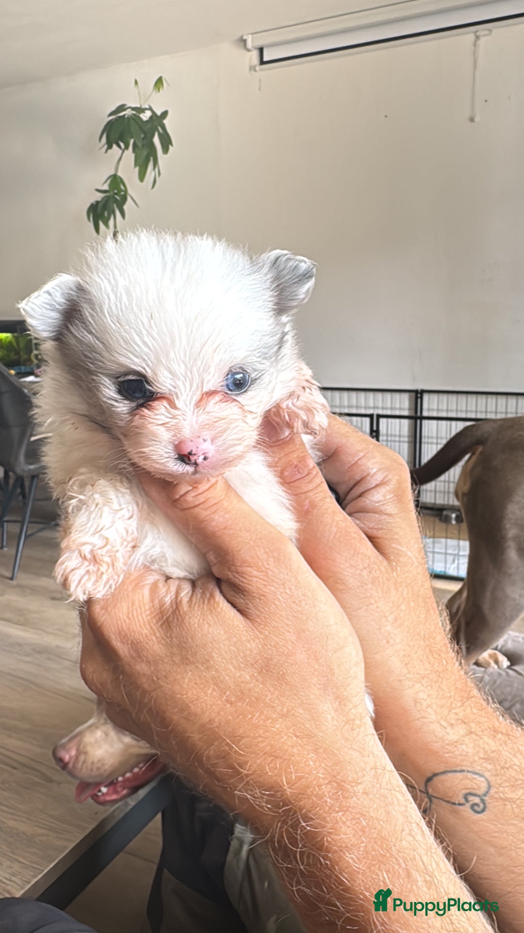 Pomeriaan honden te koop:  puppies met blauwe oogjes 😍 in Zoetermeer - Afbeelding 14