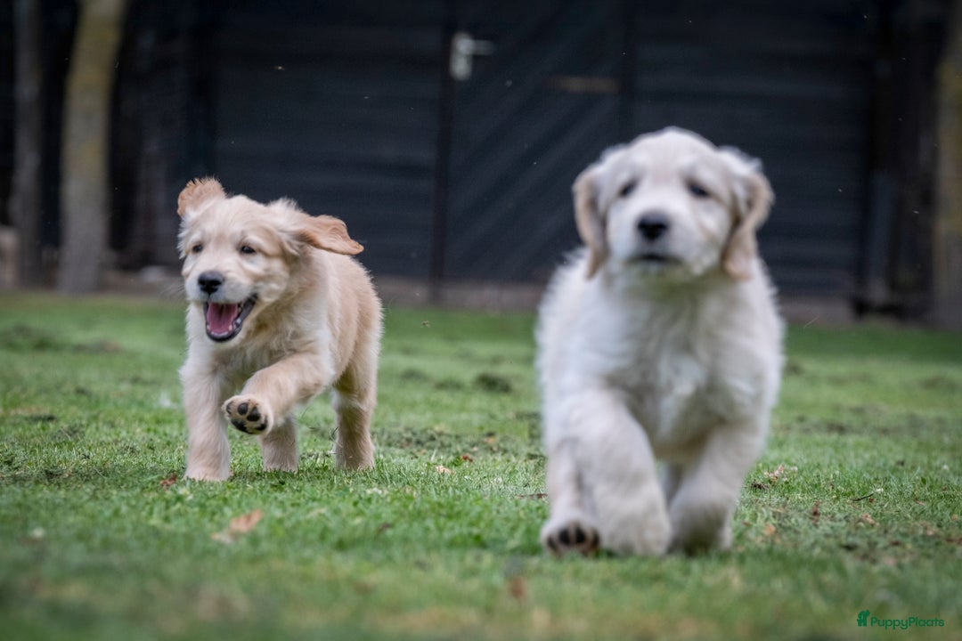Goldendoodle honden te koop: F1 Goldendoodle pups - Afbeelding 4