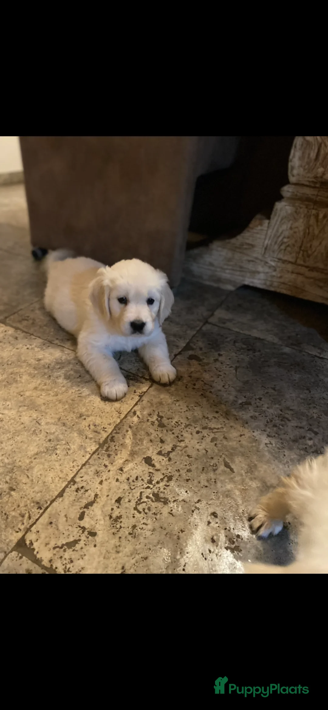 Golden Retriever honden te koop: Golden retiever pups - Advertentie 10