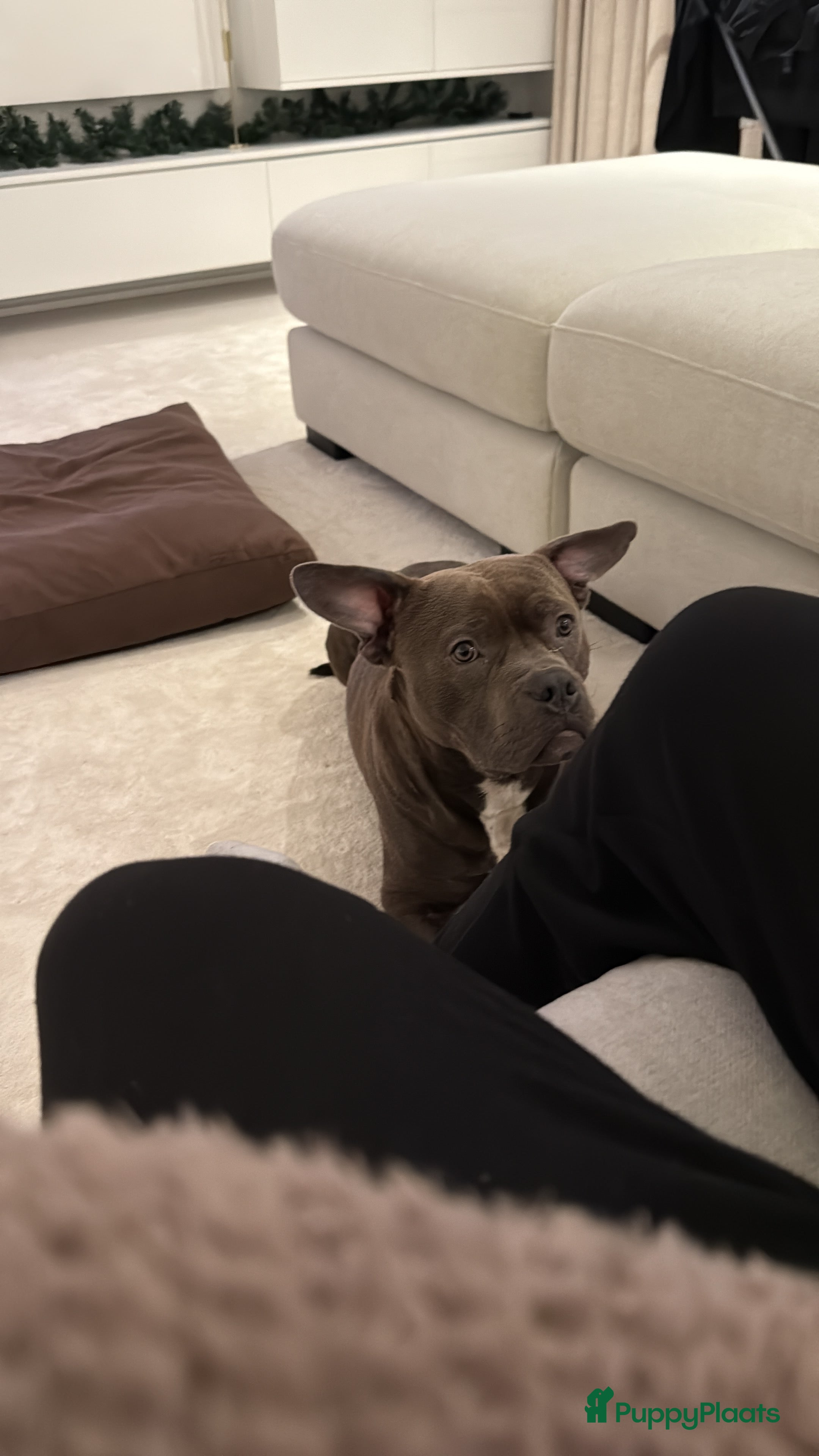 Kruising honden Jonge, goed opgevoede reu – Amstaff x Pocket Bully - Advertentie 2