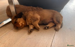 Kruising honden te koop: Bijzonder mooie combi: Toller X Teckel kruising, - Afbeelding 6