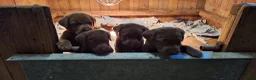 Labrador Retriever honden te koop: Raszuivere Labrador pups zwart - Advertentie 5