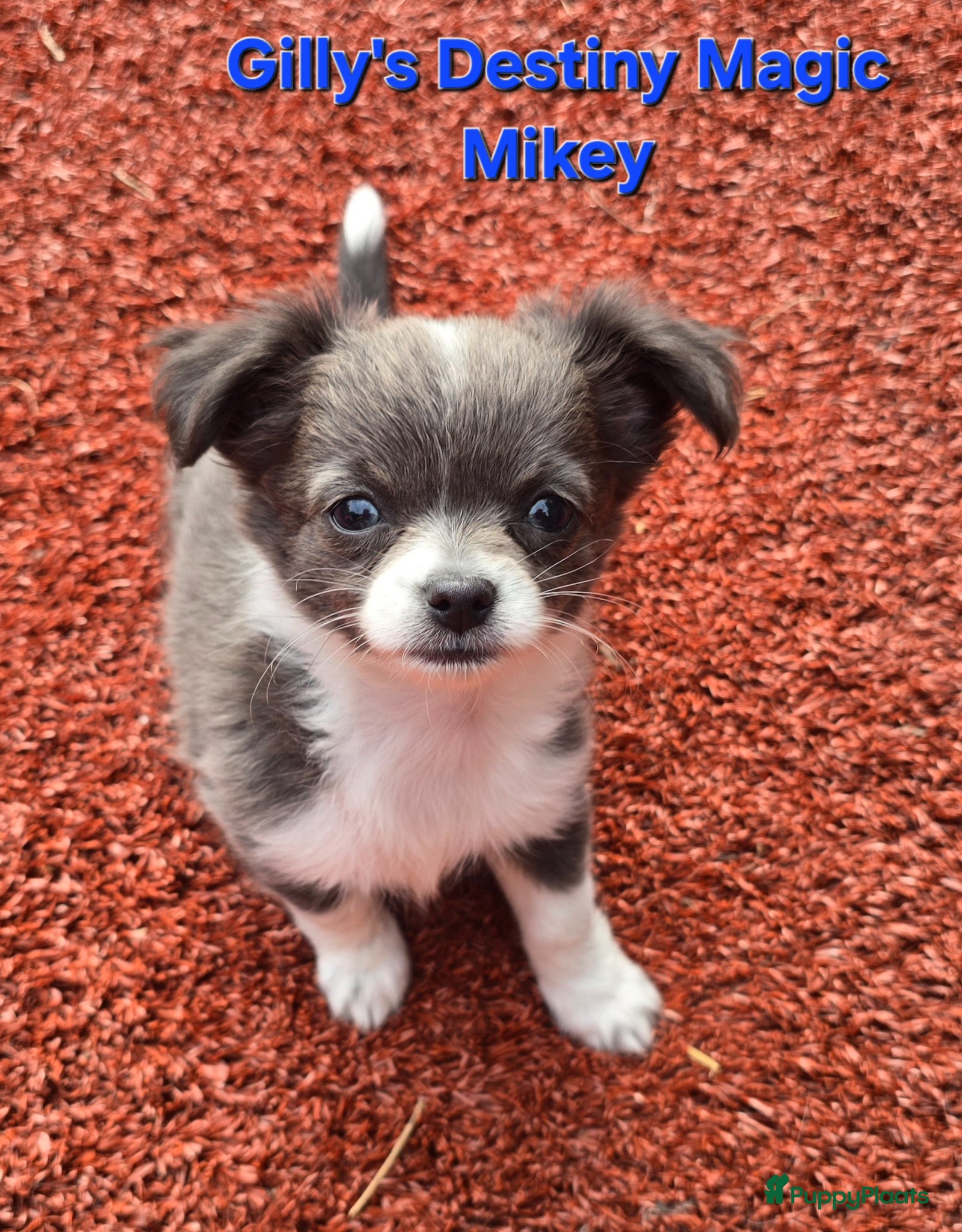 Chihuahua honden Geweldig mooie chihuahua pups met FCI stamboom - Advertentie 3