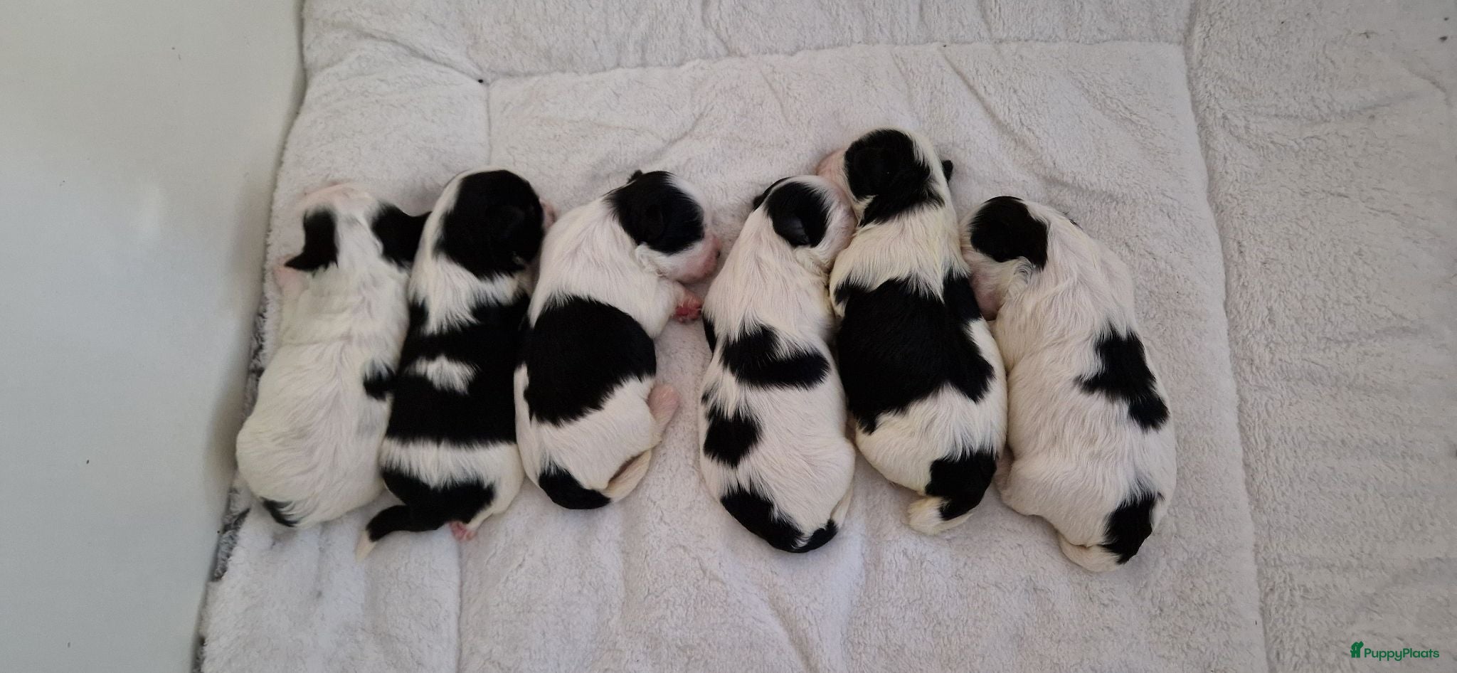 Kruising honden Maltezer thi tzu/ maltezer - Advertentie 6