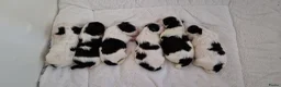 Kruising honden te koop: Maltezer thi tzu/ maltezer - Advertentie 1