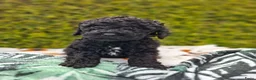 Labradoodle honden te koop: Labradoodle pups reutje en teefjes beschikbaar  - Advertentie 7