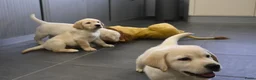 Labrador Retriever honden te koop: Knappe Labrador pups met stamboom ! - Advertentie 17