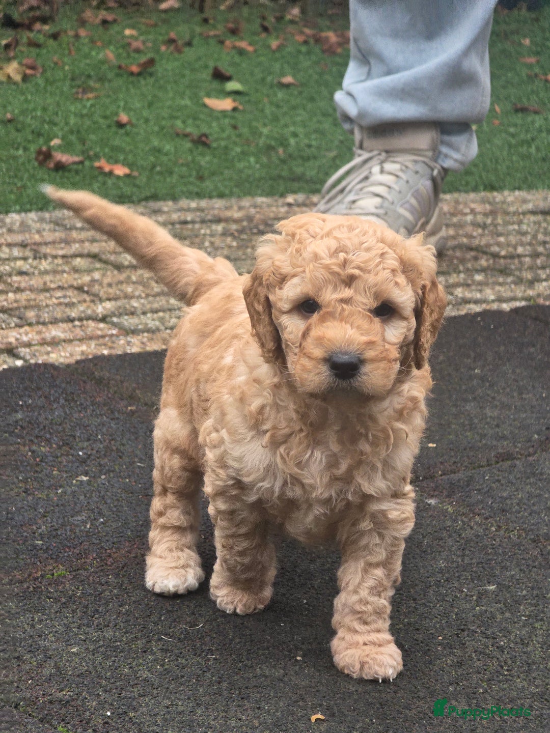 Kruising honden te koop: Goldendoodle multigen reutjes mogen verhuizen - Advertentie 3