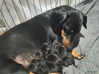 Teckel (korthaar) honden teckel puppy’s - Advertentie 4