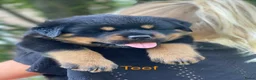 Rottweiler honden te koop: Lieve rottweilers puppy’s  - Advertentie 10