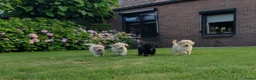 Labradoodle honden te koop: Prachtige Labradoodles - Advertentie 4