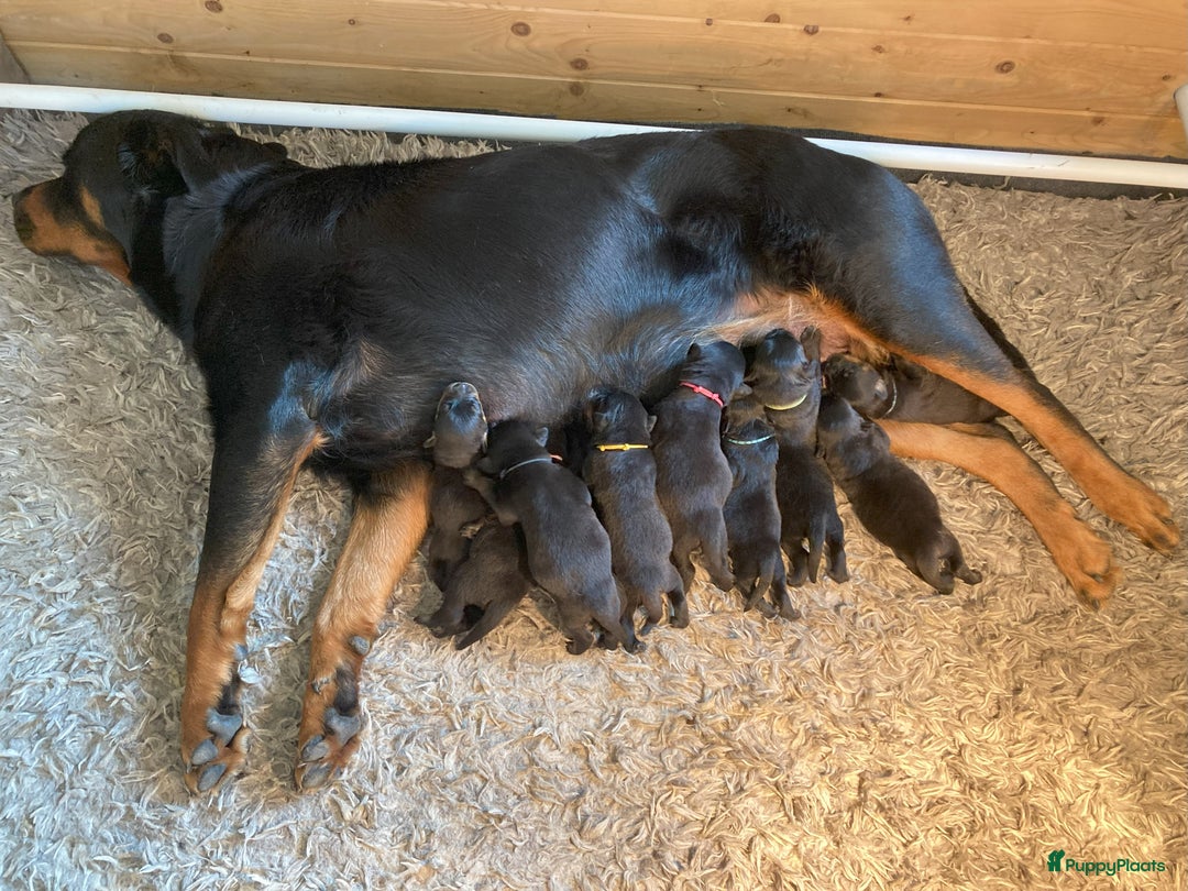 Rottweiler honden te koop: Mooie Rottweiler pups - Afbeelding 8