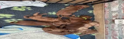 Australian Labradoodle honden te koop: Prachtig nest labradoodles (medium) - Advertentie 23