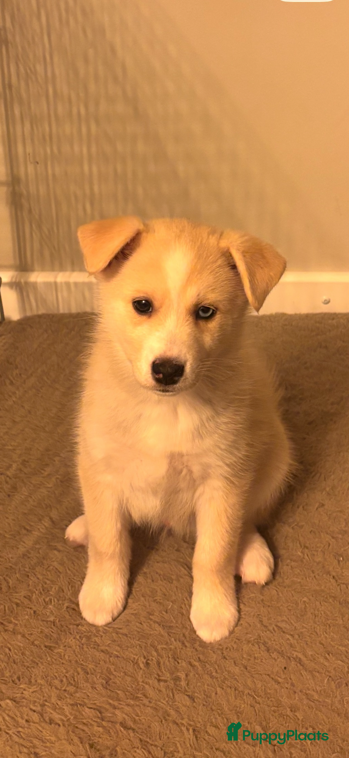 Pomsky honden Pomsky pup te koop 1 reu💙 beige-wit  - Advertentie 12