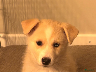 Pomsky honden Pomsky pup te koop 1 reu💙 beige-wit - Advertentie 12