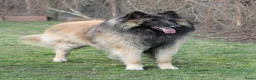Tervuerense Herder honden te koop: Belgische Tervuerense herder puppy's te koop  - Advertentie 3
