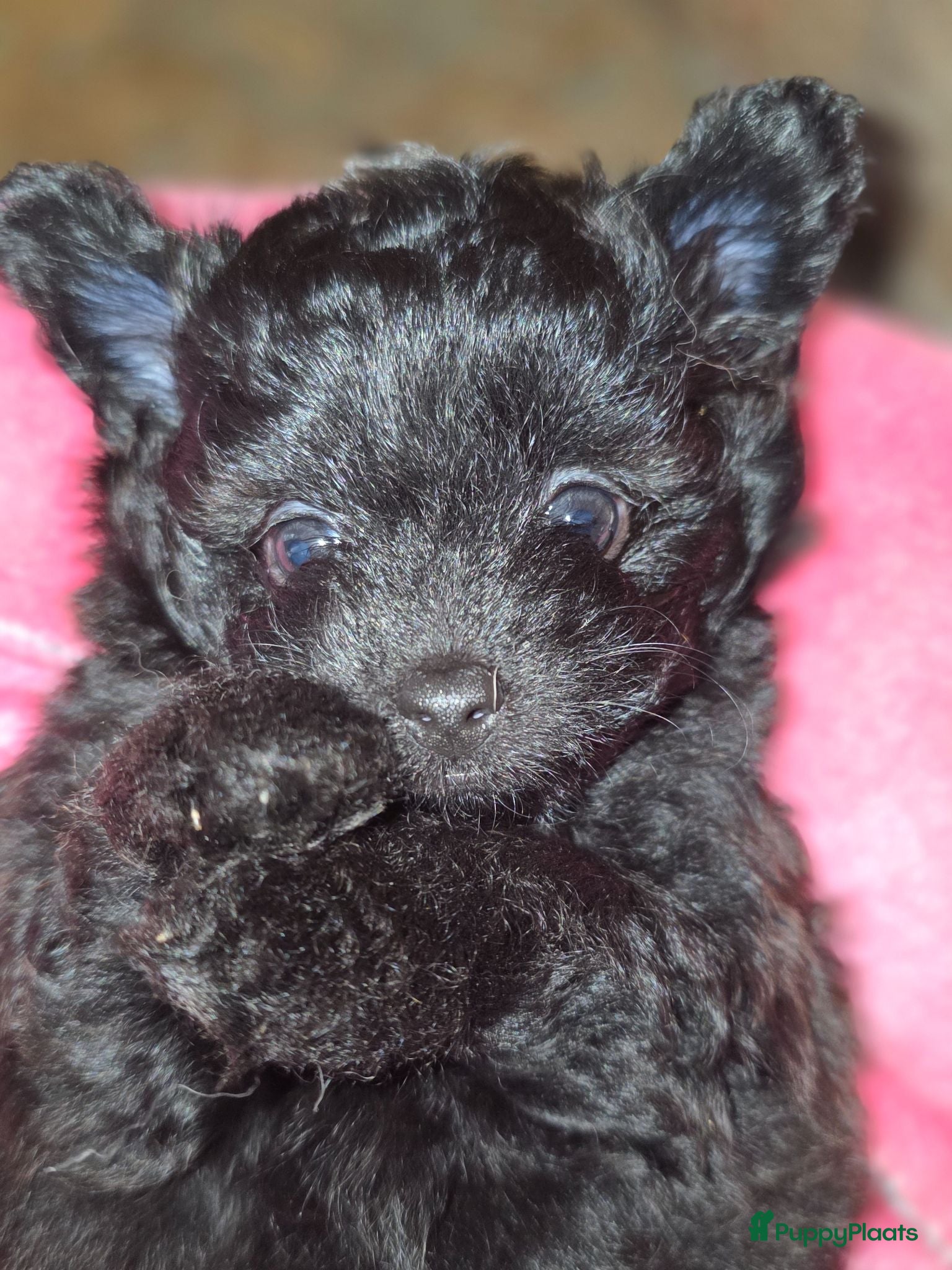 Kruising honden Pomeriaan×toypoedel - Advertentie 5
