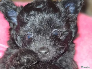 Kruising honden Pomeriaan×toypoedel - Advertentie 5