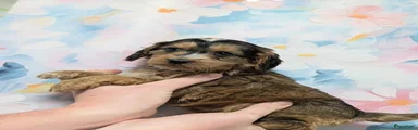 Cockapoo 3